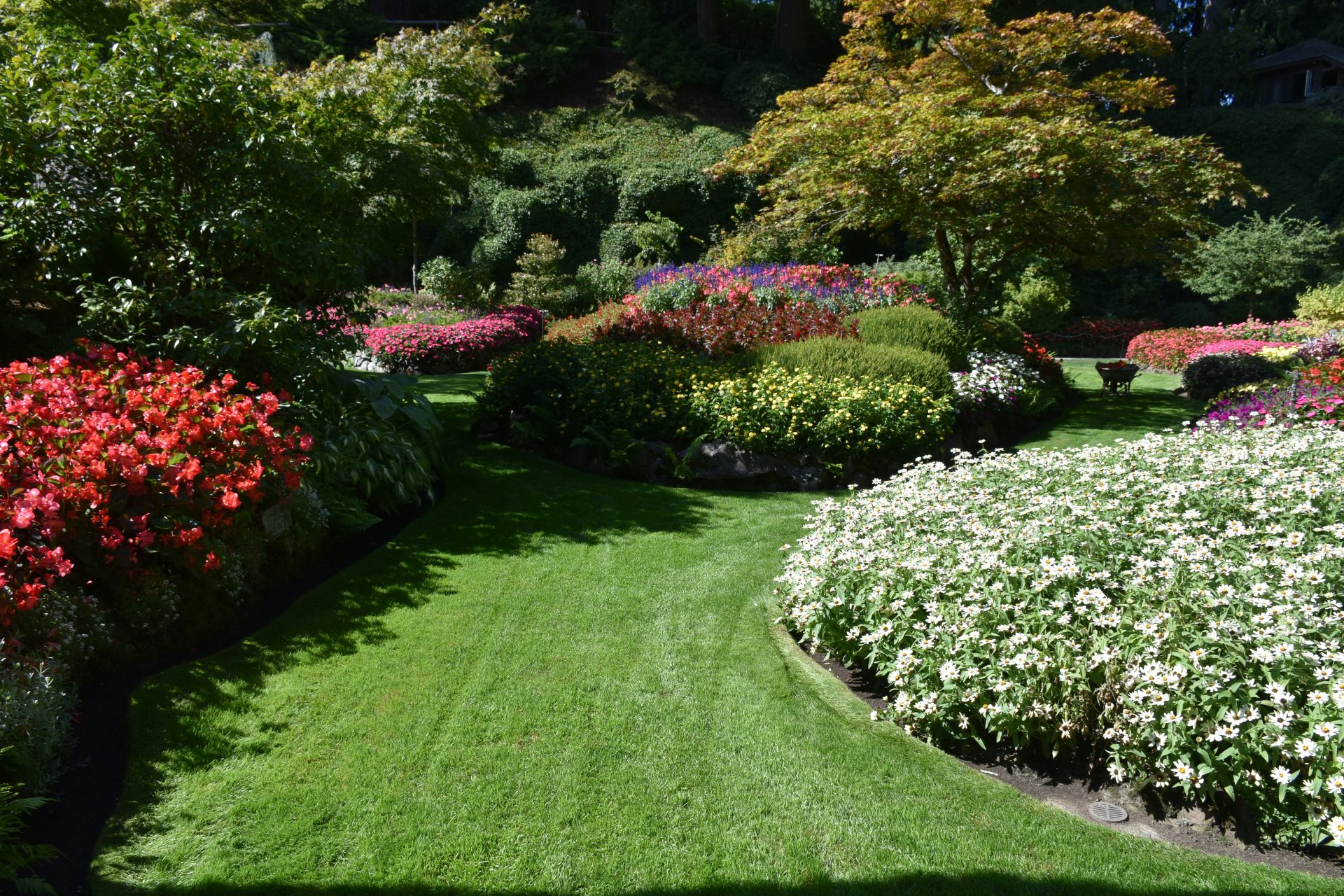 a lush green lawn with white and red flowers